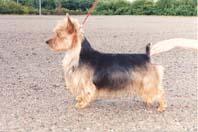 Bluepepper's Ringa | Australian Terrier 