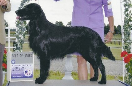 Blazin's Back O' The Moon | Flat-Coated Retriever 