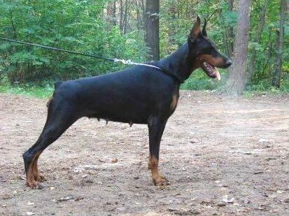 Sant Kreal La-Gunna | Black Doberman Pinscher