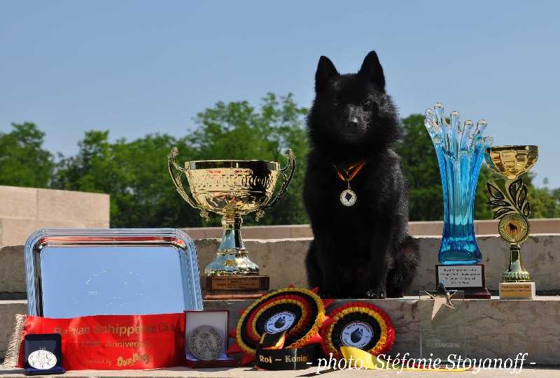 Dragon rouge de l´empire du Phoenix | Schipperke 