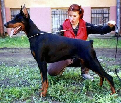 Sant Kreal Ladoga | Black Doberman Pinscher