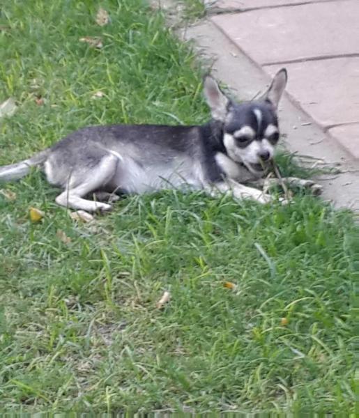 Zeika De Benitus | Chihuahua 