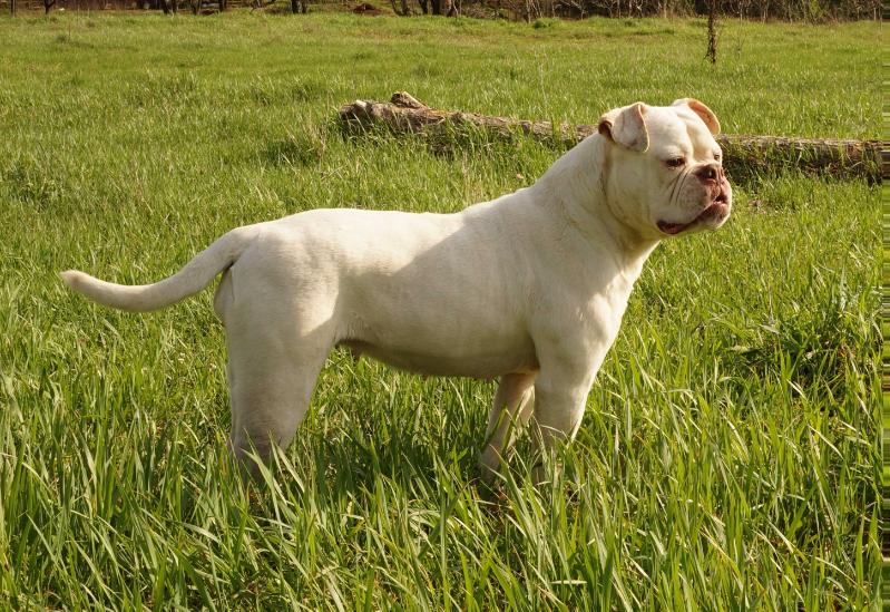 Lowrider Loca | American Bulldog 