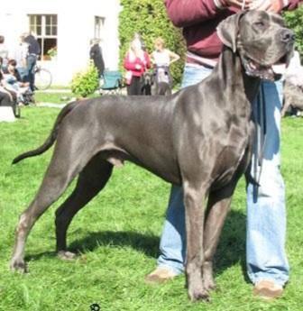 Vino Von Der Wolfshohle | Great Dane 