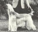 Khayam's Kism of Scheherezade | Afghan Hound 