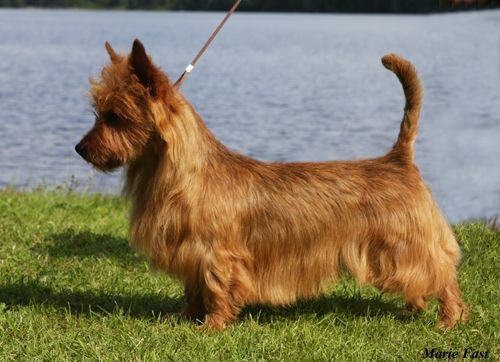 Jaskarin Saturnus | Australian Terrier 