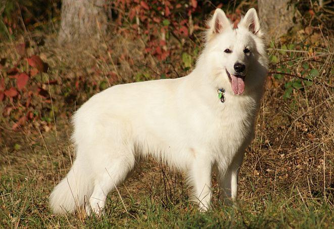 Olex vom Weissen Wächter | White Swiss Shepherd Dog 