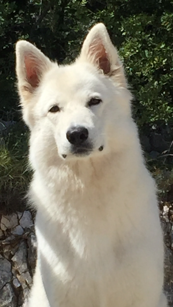 Okelani De la Prolingea | White Swiss Shepherd Dog 