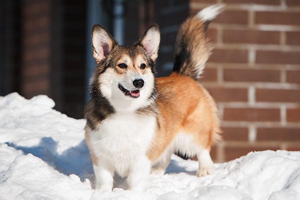 Mira Simpatica | Pembroke Welsh Corgi 