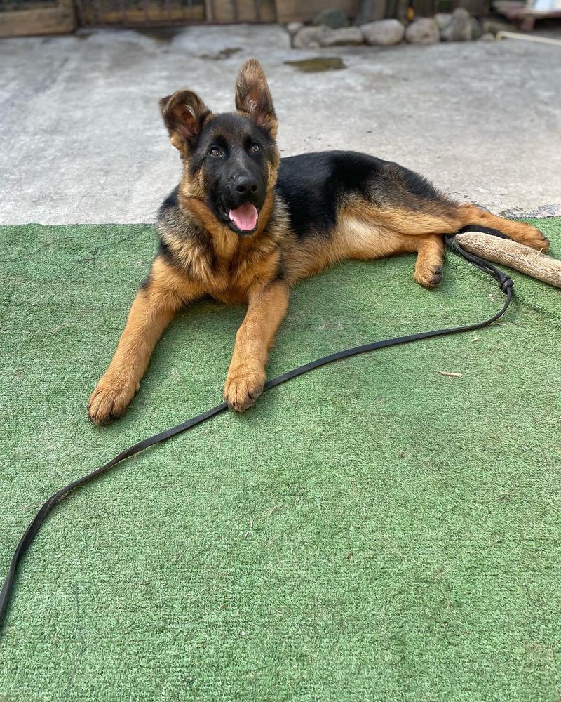 Duquesa de la consentida | German Shepherd Dog 