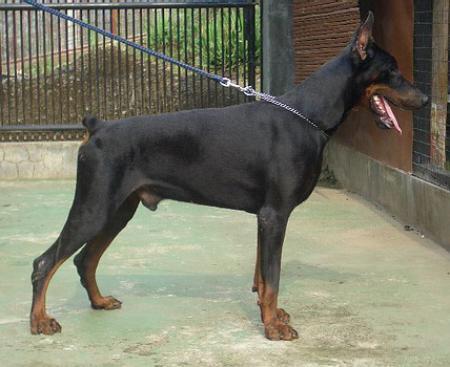 Sant Kreal Onyx | Black Doberman Pinscher