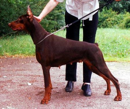 Sant Kreal Europa | Brown Doberman Pinscher