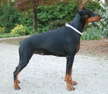 Charmin Calina Betelges | Black Doberman Pinscher