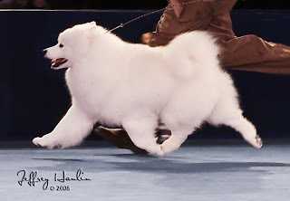 Pebbles Run Hammy Davis Jr | Samoyed 