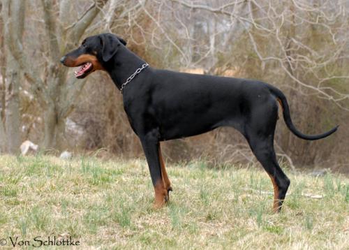 Beauty v. Alten Adel | Black Doberman Pinscher