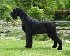 Gloris Sixth Sense | Giant Schnauzer 