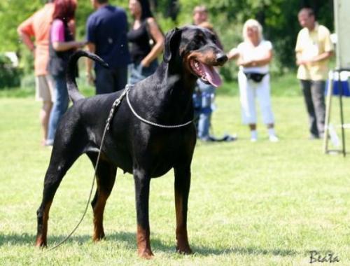 Cora v. Alten Adel | Black Doberman Pinscher