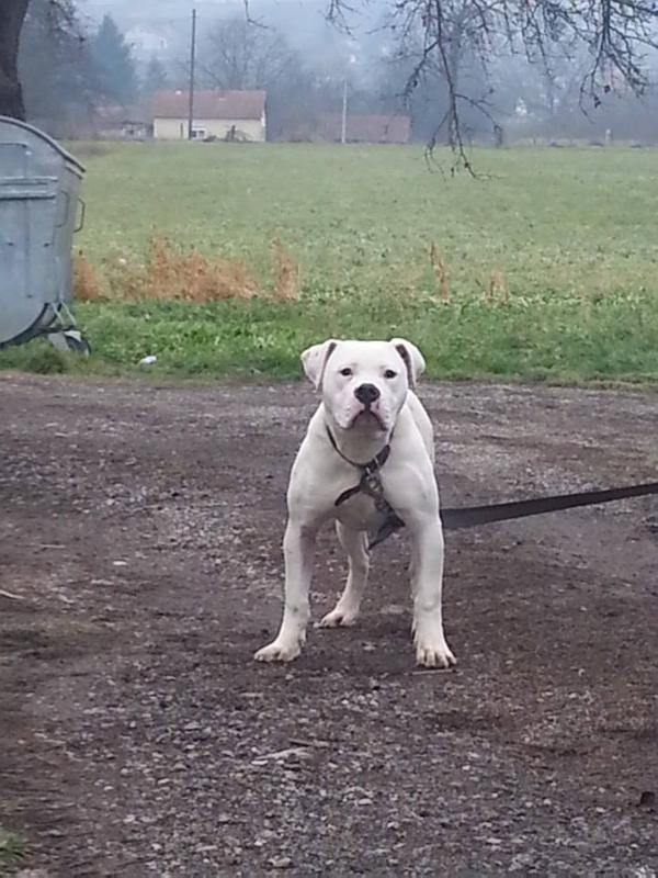 Angy -Angel Snow Kingdom | American Bulldog 