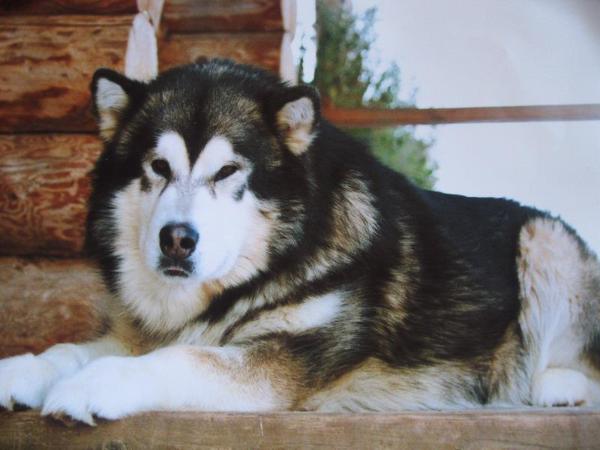 El Enombrable | Alaskan Malamute 