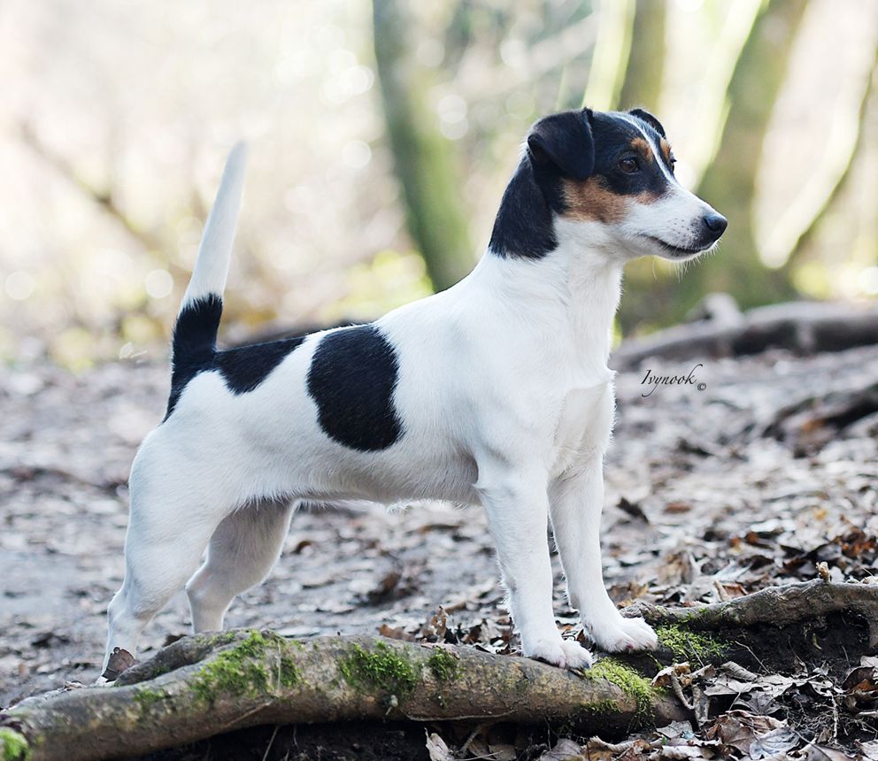 Ivynook Manic Pixie Dream Girl | Jack Russell Terrier 