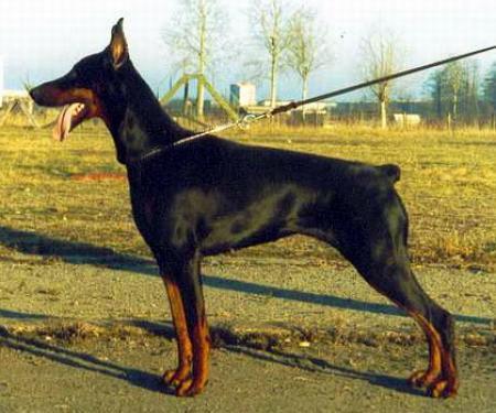 Sant Kreal Traisy Tea | Black Doberman Pinscher