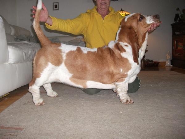 Original big bone gaufrette happy dream | Basset Hound 