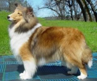 Dan Dee Tara Hill Country Charm | Shetland Sheepdog 