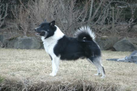 Þórdunu Séra Sómi | Icelandic Sheepdog 