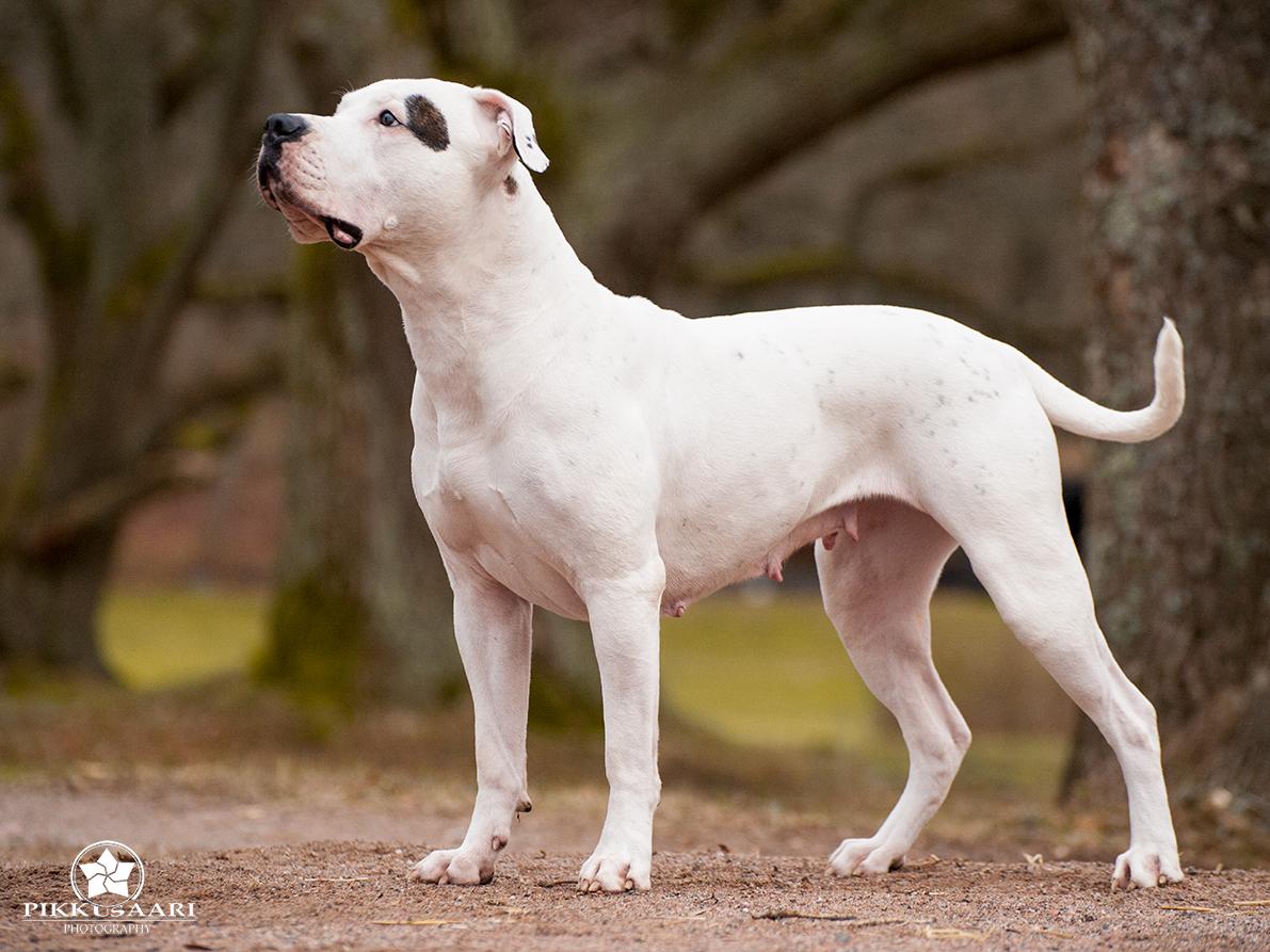 Low River`s Jeeper Creeper | American Bulldog 