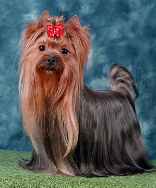 Mini Shop Magic Sharm | Yorkshire Terrier 