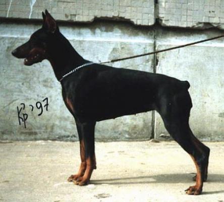 Sant Kreal Venburg Valensia | Black Doberman Pinscher