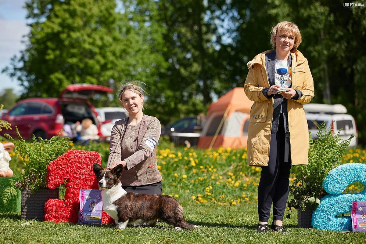 EFBORG SHESS QUEEN | Cardigan Welsh Corgi 