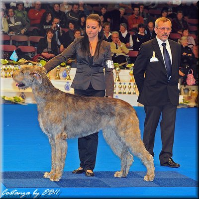 Absolut Roan Inish Tullamore Good Stuff | Irish Wolfhound 