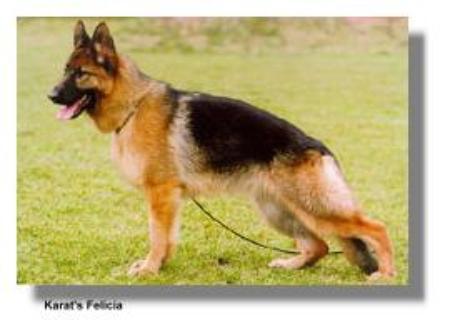 Karats Felicia | German Shepherd Dog 