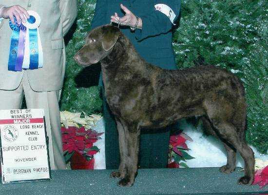 Quailridges' Cry Me A River | Chesapeake Bay Retriever 