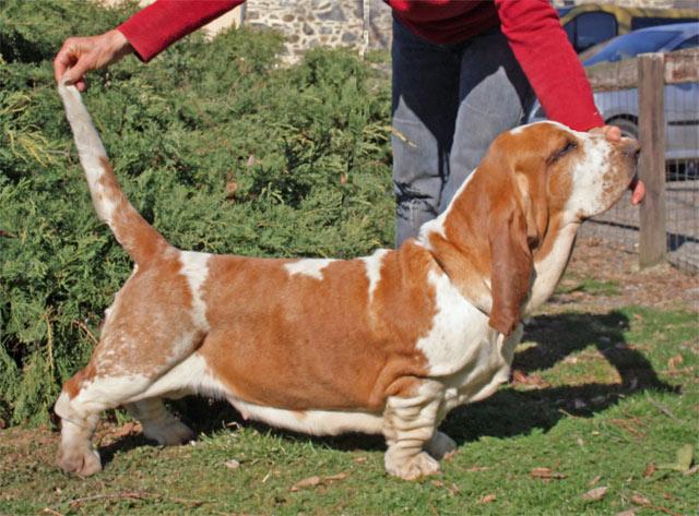 Dame honneur du haras de la vergne | Basset Hound 