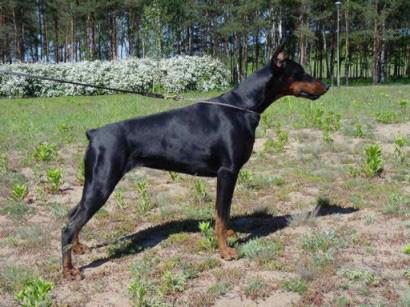 Debra z Padoku (1998) | Black Doberman Pinscher