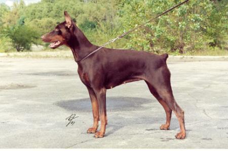 Modus Ost Carevna Caesara | Brown Doberman Pinscher