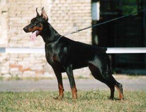 Aisa Adelaila Piligrimas | Black Doberman Pinscher