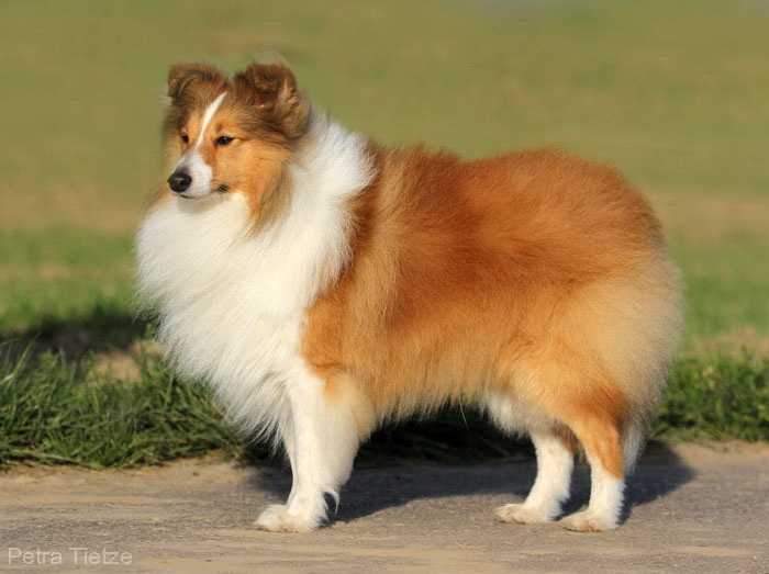 Happy Harley vom Erkelenzer Land | Shetland Sheepdog 