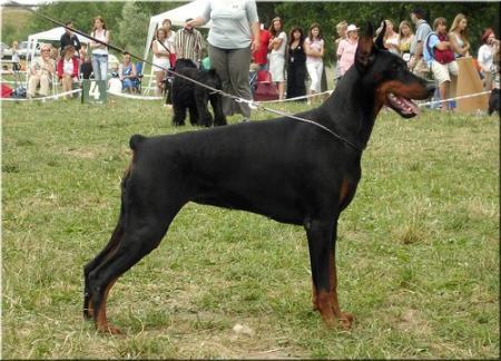 Ati Akira Piligrimas | Black Doberman Pinscher