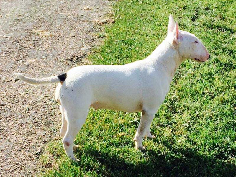 Iranie du Domaine d'Yspahan | Miniature Bull Terrier 