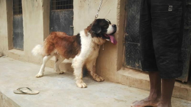 Zulu | Saint Bernard 