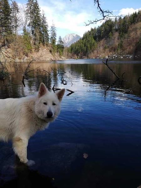 Kiano Mahsum la bianco Montana | White Swiss Shepherd Dog 