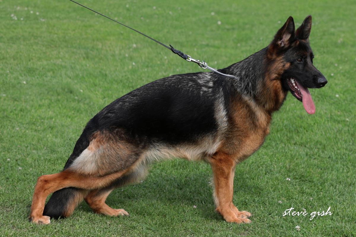 Quintessenz vom Frankengold | German Shepherd Dog 