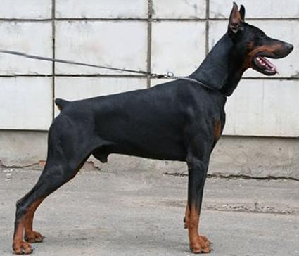 Ak-Yar Onegin | Black Doberman Pinscher