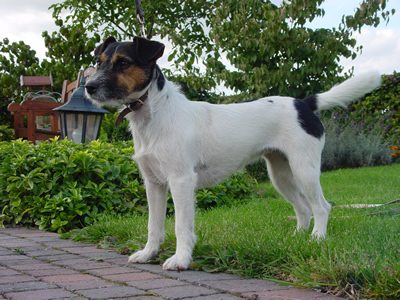 Ina vom Mutschenhof | Parson Russell Terrier 