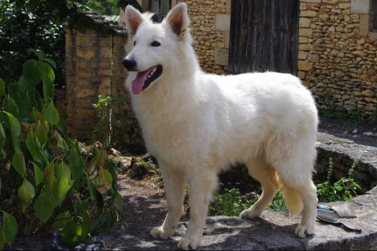 Hartax De La Tour De Babel | White Swiss Shepherd Dog 