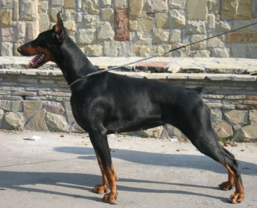 Ak-Yar Oreira | Black Doberman Pinscher