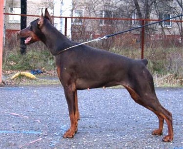 Ak-Yar Oreanda | Brown Doberman Pinscher